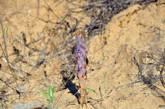 Orobanche coerulescens