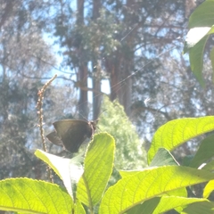 Panyapedaliodes drymaea