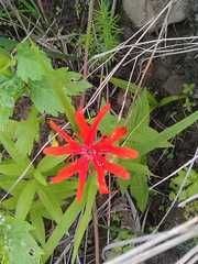 Silene fulgens