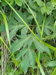 Angelica decursiva