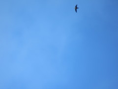 Streptoprocne rutila