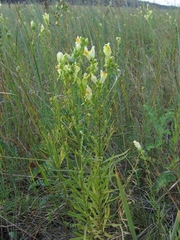 Linaria biebersteinii ruthenica