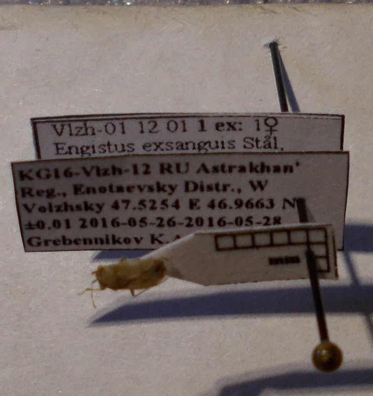 Engistus exsanguis