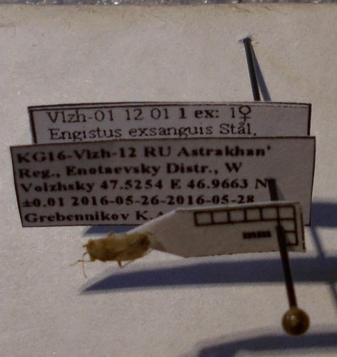 Engistus exsanguis
