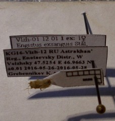 Engistus exsanguis