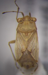 Engistus exsanguis