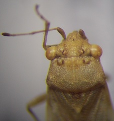 Engistus exsanguis