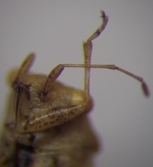 Engistus exsanguis
