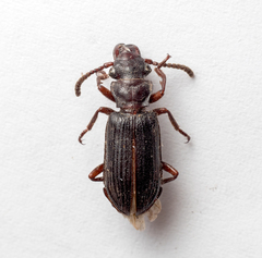 Pseudozaena orientalis