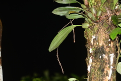 Pholidota imbricata