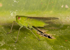 Cuernavaca herbida