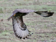 Buteo buteo