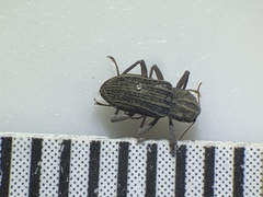 Stenelmis calida