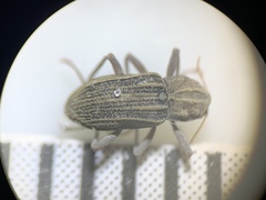 Stenelmis calida