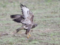 Buteo buteo