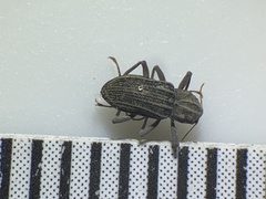 Stenelmis calida