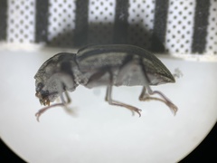 Stenelmis calida