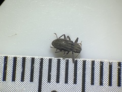 Stenelmis calida