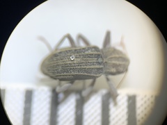 Stenelmis calida