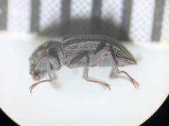 Stenelmis calida