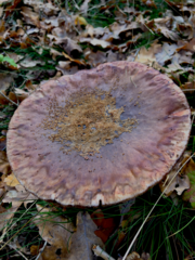 Amanita rubescens