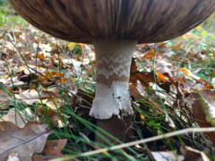 Amanita rubescens