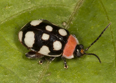 Alagoasa bipunctata