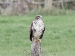 Buteo buteo