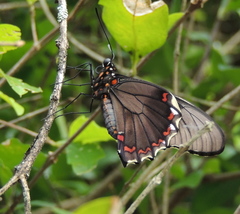 Battus polydamas