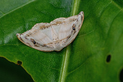 Callidrepana gelidata