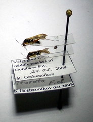 Ethelastia liturata