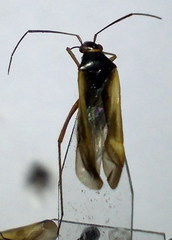 Ethelastia liturata