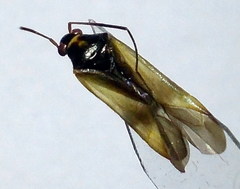 Ethelastia liturata