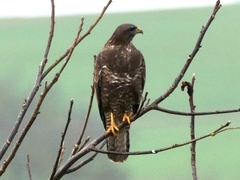 Buteo buteo