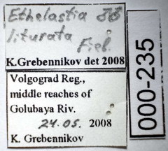 Ethelastia liturata