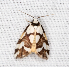 Thallarcha staurocola