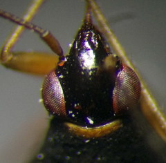 Ethelastia liturata