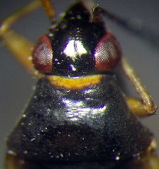 Ethelastia liturata