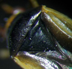 Ethelastia liturata