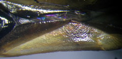 Ethelastia liturata