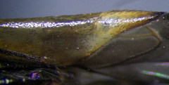 Ethelastia liturata