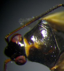 Ethelastia liturata
