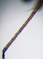 Ethelastia liturata