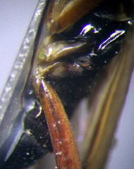 Ethelastia liturata
