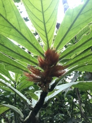 Columnea purpurata