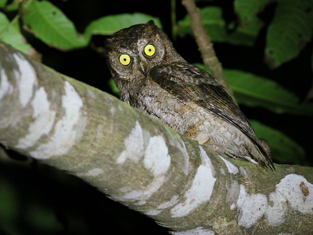 Ryukyu Scops Owl