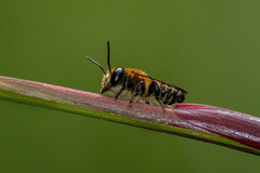 Megachile laticeps