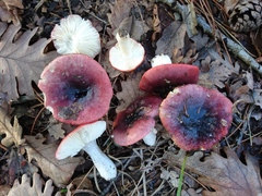 Russula turci