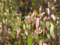 Epelis truncataria
