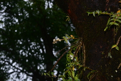 Dendrobium aqueum